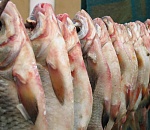 Из-за маловодья в Астрахани снизятся уловы воблы и леща