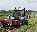 Астраханские аграрии отправляют ранний картофель в центр и на север страны