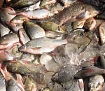 Более тонны рыбы обнаружили в подпольном цехе под Астраханью