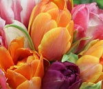 Мужчины рассказали, сколько тратят на подарки к 8 Марта