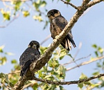 Записки астраханского натуралиста. Соколы нашего региона