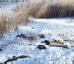 Новые подробности ЧП, в котором собаки объели тело астраханца