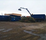 В Астрахани отслужившие новогодние елки пойдут на благоустройство зеленых зон