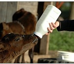 Астраханский фермер пошел под суд за хищение полумиллиона рублей