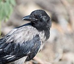 Записки астраханского натуралиста. Врановые, самые умные птицы