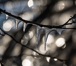 Безумная весна не перестаёт удивлять астраханцев своей морозностью