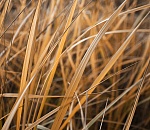 Прокуратура судится с администрацией Астрахани из-за камыша