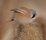 В Красную книгу Астраханской области могут включить новые виды птиц