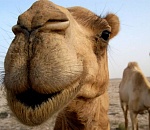 Астраханского верблюда включили в Госреестр селекционных достижений