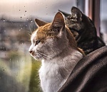 Завтра астраханцам понадобятся зонты. Но это не точно