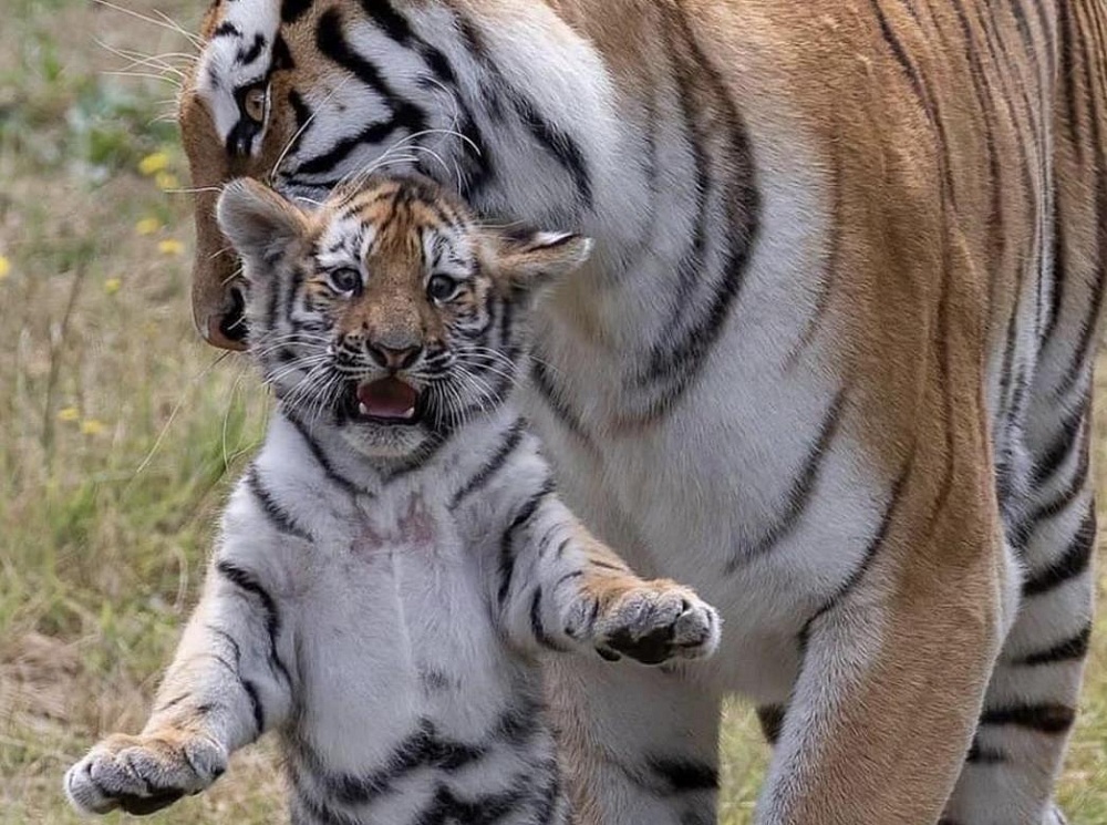 Не дельный обзор. Астрахани в Год Тигра повезет. Возможно