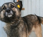 Астраханские чиновники  объяснили, откуда на улицах берутся беременные собаки с бирками