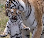 Не дельный обзор. Астрахани в Год Тигра повезет. Возможно