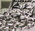 В Астраханской области почти 7 тонн рыбной продукции неизвестного происхождения ушло на реализацию