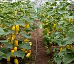 В астраханской теплице работали корейцы-нелегалы