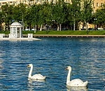 Астраханцы закормили лебедя до смерти