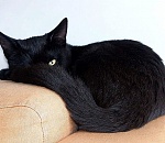 Астраханец заплатил долги по налогам ради двух котов своей матери