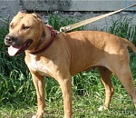 Астраханские полицейские разыскали собаку, украденную у пенсионера