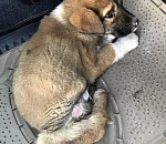 В Астрахани всем миром спасали щенка, сбитого машиной