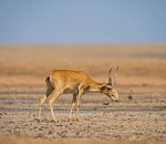 Записки астраханского натуралиста. Сколько сайгаков заходит к нам с Казахстана?