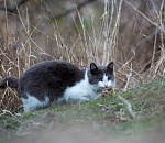 Записки астраханского натуралиста. Как живут одичавшие кошки