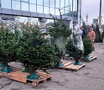 В Астрахани оставшиеся от распродажи елки свозят в храмы для инсталляций к Рождеству и Крещению
