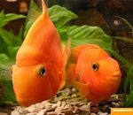 Астраханка лишилась аквариума за долги по холодной воде