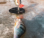 Игорь Бабушкин поймал красавца и открыл сезон зимней рыбалки