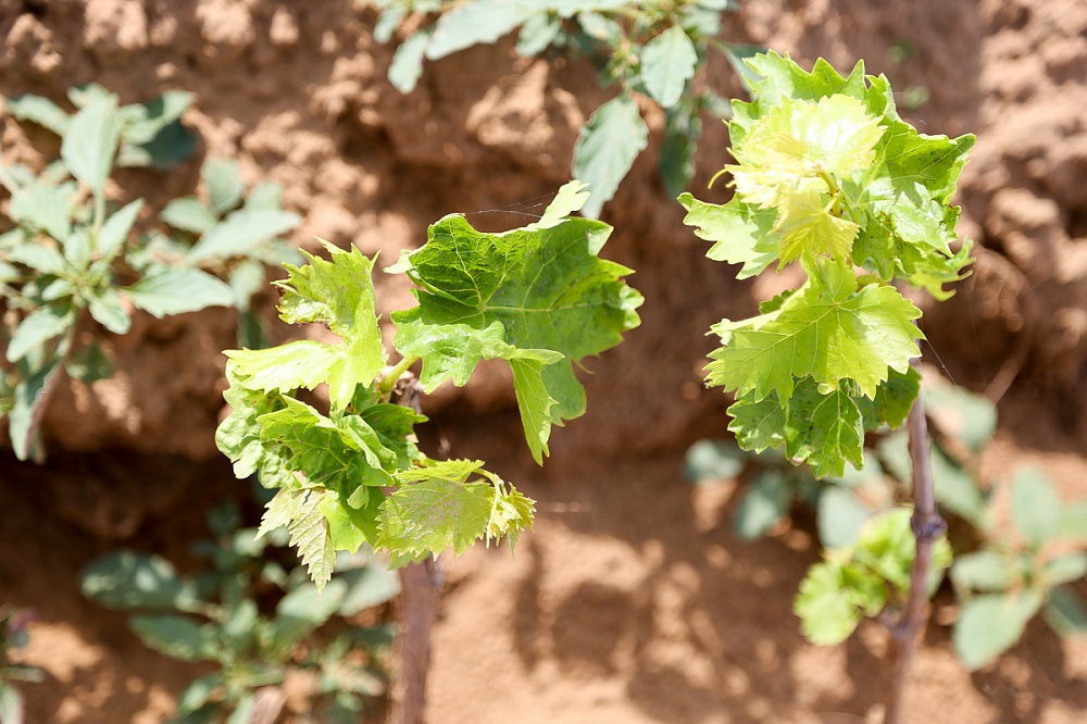 Виноградарство возрождают в Астраханской области