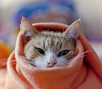 Астраханцам обещают резкое похолодание