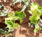 Виноградарство возрождают в Астраханской области