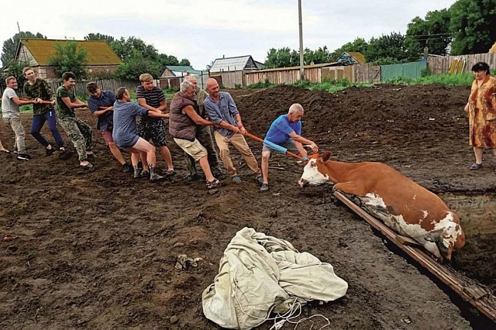 Корова провалилась в яму при раскопках древнейшего городища под Астраханью