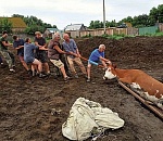 Корова провалилась в яму при раскопках древнейшего городища под Астраханью