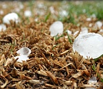 В Астрахани выпали осадки в виде града