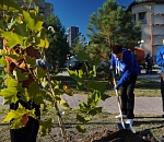 Ко Дню народного единства в Астрахани высадили 75 деревьев и кустарников