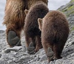 Медвежье наступление. На выборах в ГД РФ пошли первые результаты с астраханских участков