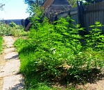 Астраханец устроил наркоплантацию в домовладении умершего сельчанина