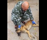 Астраханские полицейские задержали более двух десятков собак