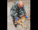Астраханские полицейские задержали более двух десятков собак