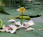 Астраханский численник. Так почему же завял лотос?