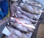 Как из пулемета: астраханец показал, сколько рыбы можно поймать в городе за час