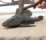 В Астрахани в Волге поймали птеригоплихта