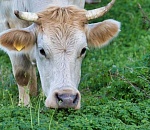 В Астраханской области выявлено 15 очагов заболевания бруцеллезом, но все не так плохо 