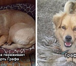 Астраханка рассказала трагическую историю о своей собаке, которую отравили