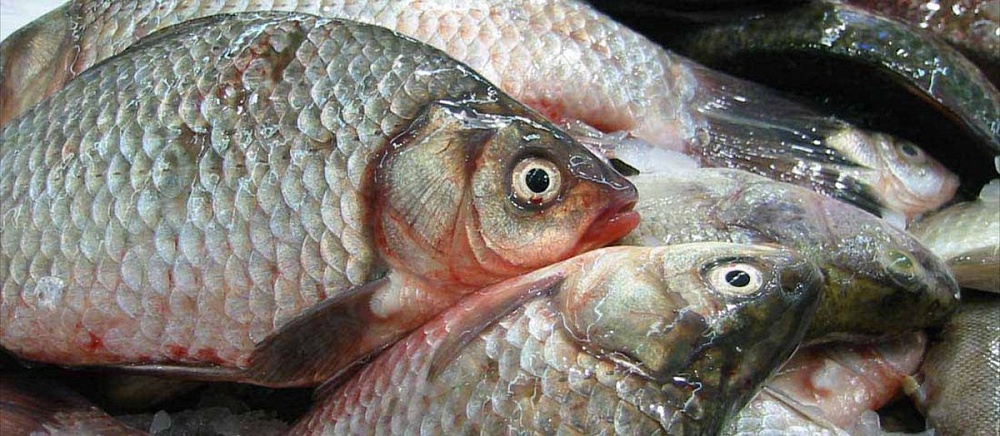 Двое сотрудников похитили из улова астраханского предприятия центнер рыбы