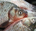 Двое сотрудников похитили из улова астраханского предприятия центнер рыбы