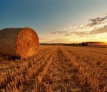 Из-за маловодья астраханские фермеры соберут только 30% сена