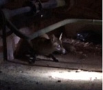 В Астрахани нашли лису в подвале жилого дома