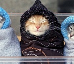 В пятницу синоптики обещают астраханцам мороз без солнца