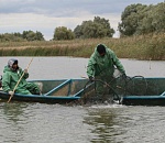 КаспНИРХ: осенний паводок может пагубно сказаться на рыбном хозяйстве региона